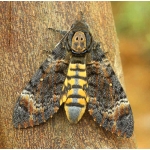 Asian Deathshead Hawkmoth Acherontia styx Pupae